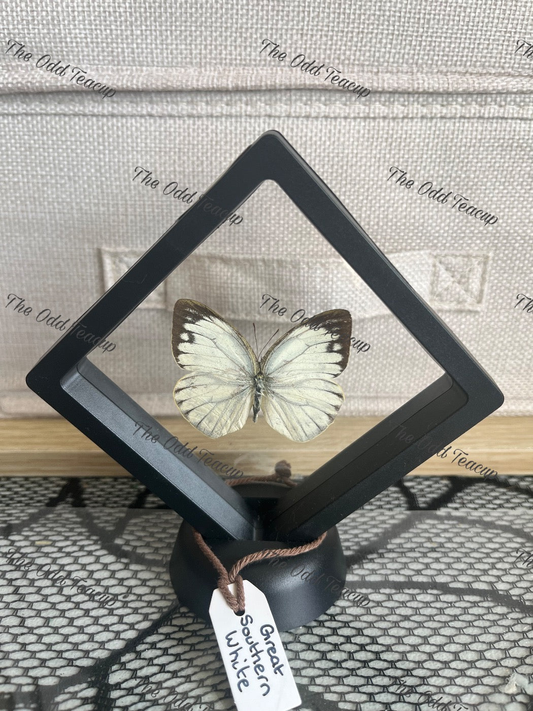 Great Southern White - Ascia Monuste (S Case)