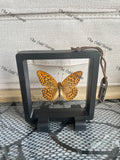 Silver-Washed Fritillary - Argynnis Paphia (S Case)