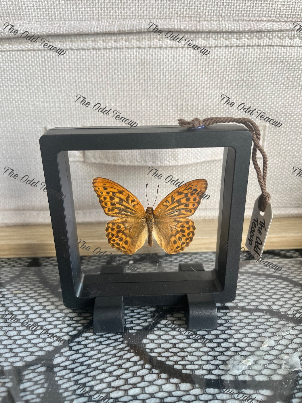 Silver-Washed Fritillary - Argynnis Paphia (S Case)