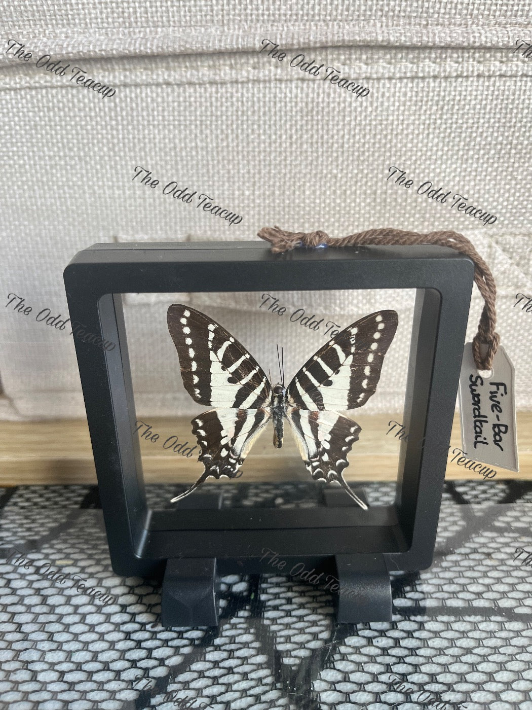 Five-Bar Swordtail - Graphium Aristeus (S Case)