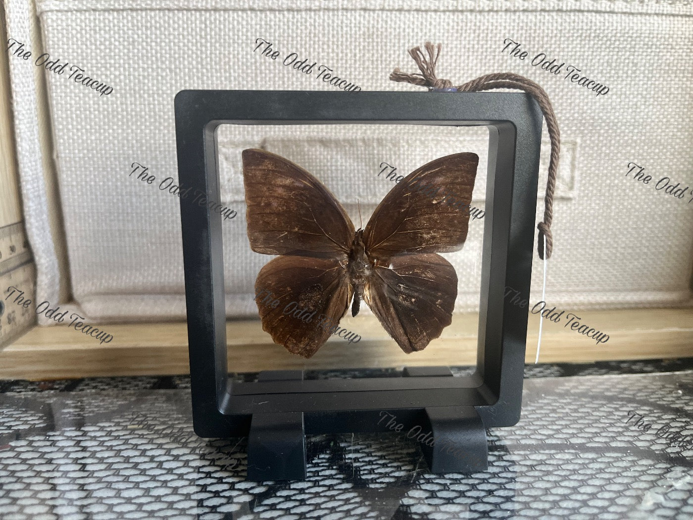 Common Duffer - Discophora Sondacia (S Case)