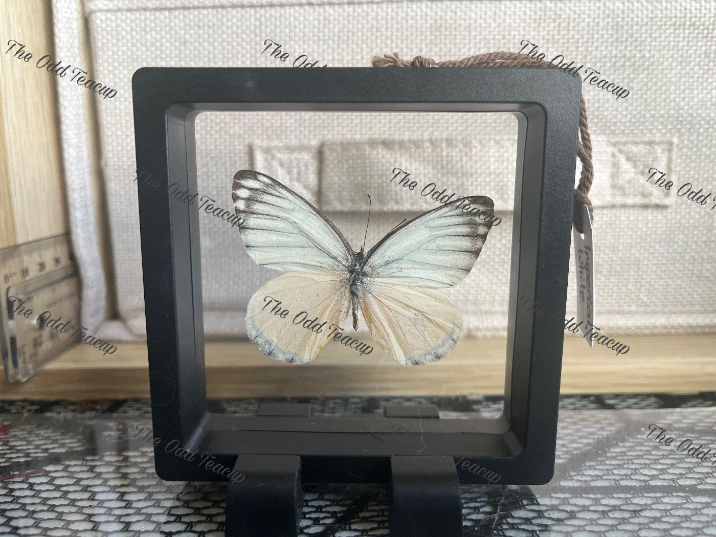 Imperial White - Delias Harpalyce (S Case)