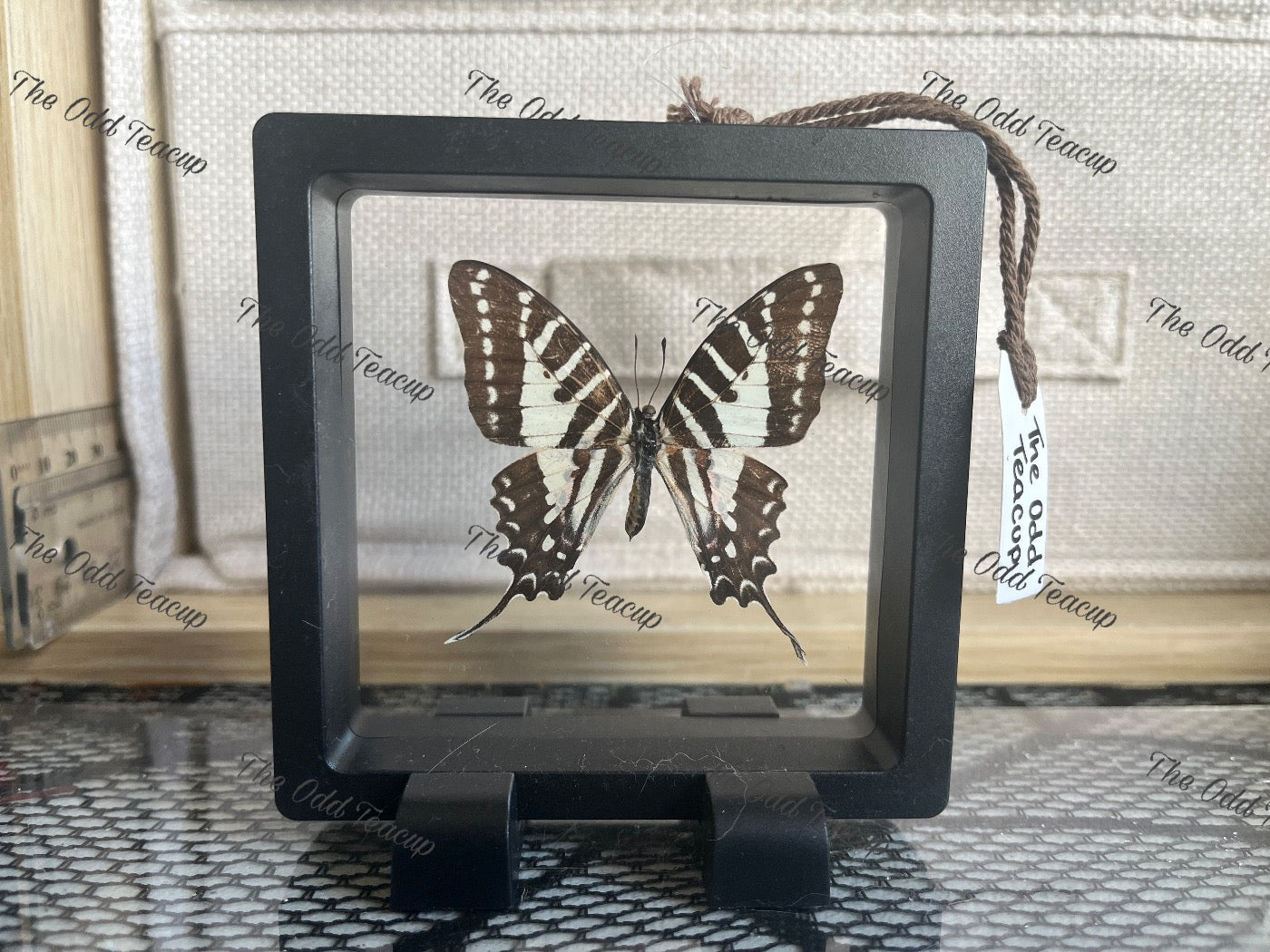 Five-Bar Swordtail - Graphium Aristeus (S Case)