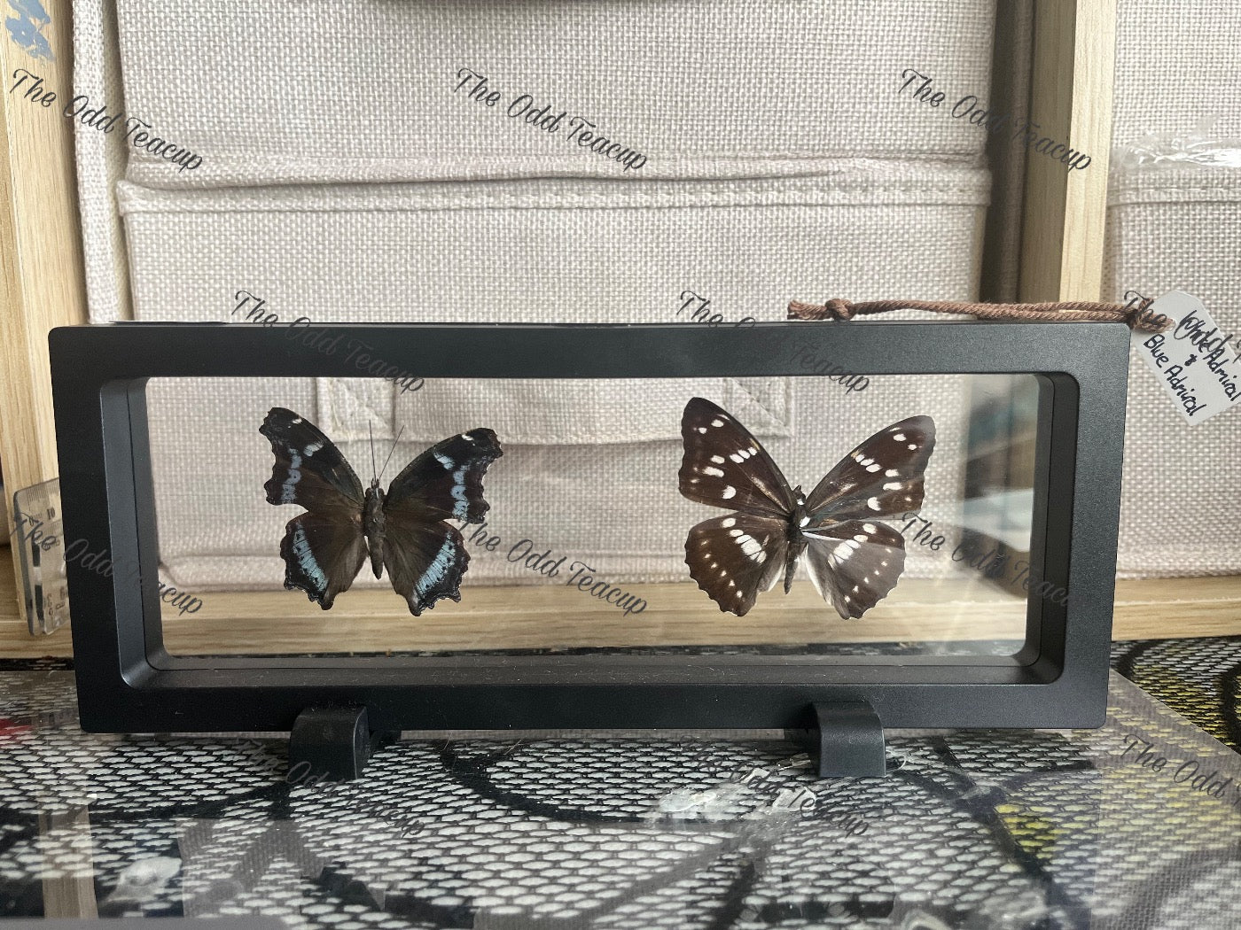 Blue Admiral (Kaniska Canace) & White Admiral (Mimathyma Nycteis)