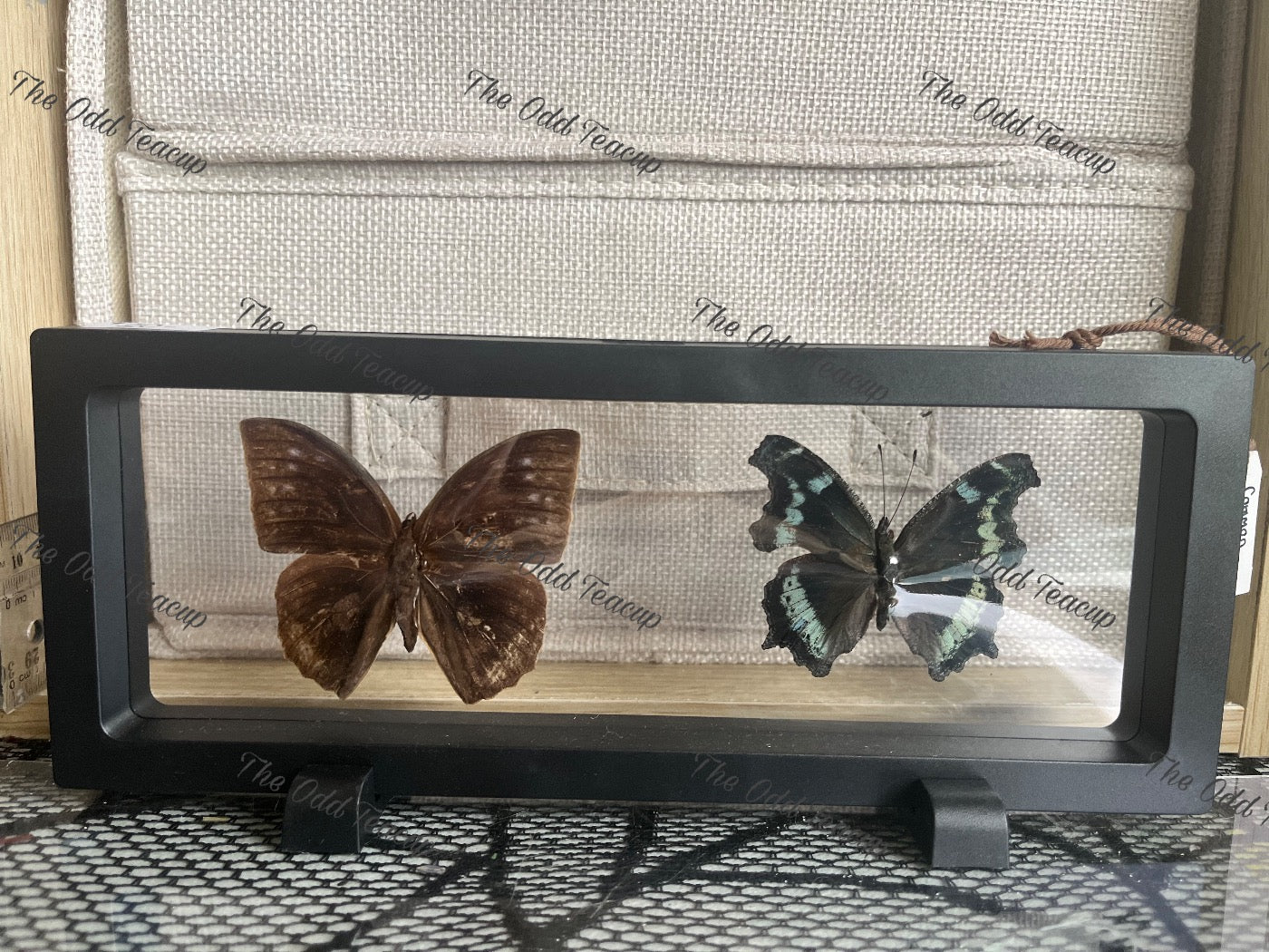 Common Duffer (Discophora Sondacia) & Blue Admiral (Kaniska Canace)