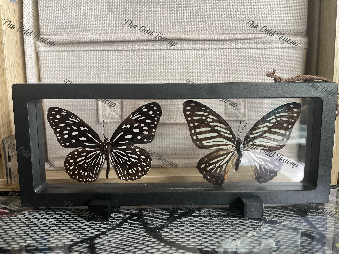 Dark Blue Tiger (Tirumala Septentrionis) & Glassy Tiger (Parantica Aglea)