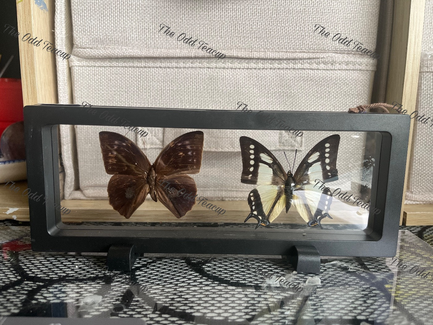 Common Duffer (Discophora Sondacia) & Common Nawab (Polyura Athamas)