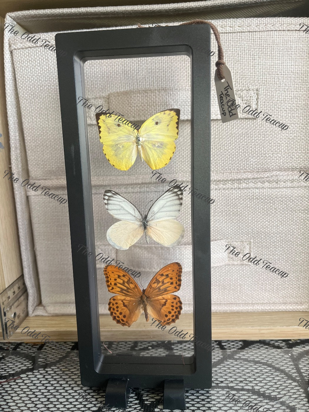 Lemon Migrant (Catopsilia Pomona), Imperial White (Delias Harpalyce) & Silver-Washed Fritillary (Argynnis Paphia)