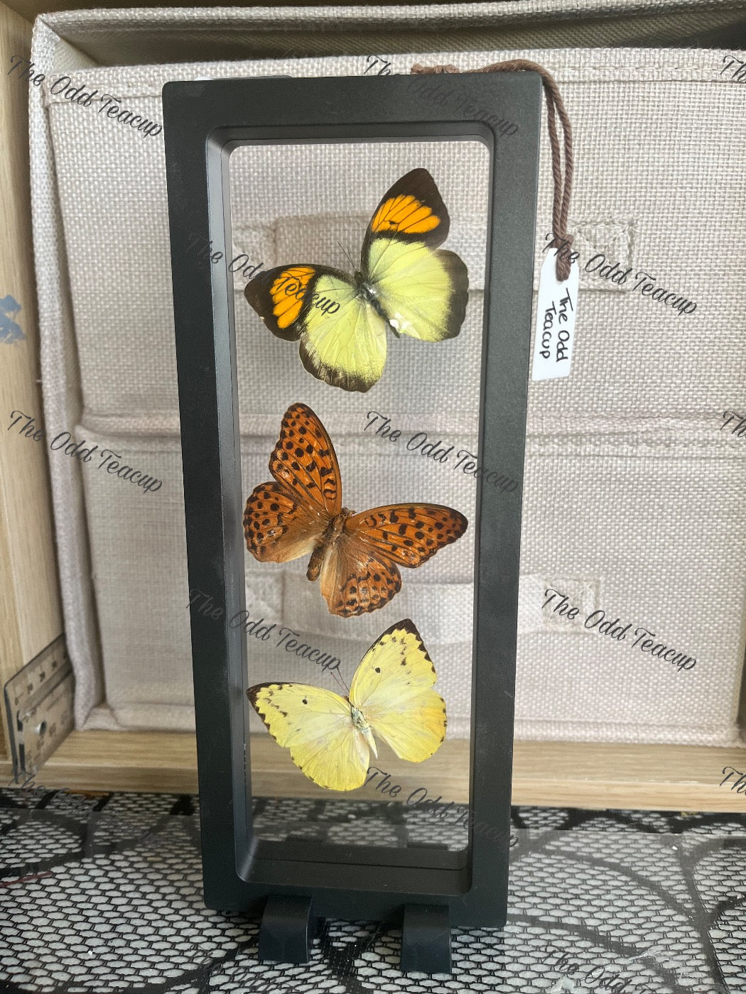 Yellow-Orange Tip (Ixias Pyrene), Silver-Washed Fritillary (Argynnis Paphia) & Lemon Migrant (Catopsilia Pomona)