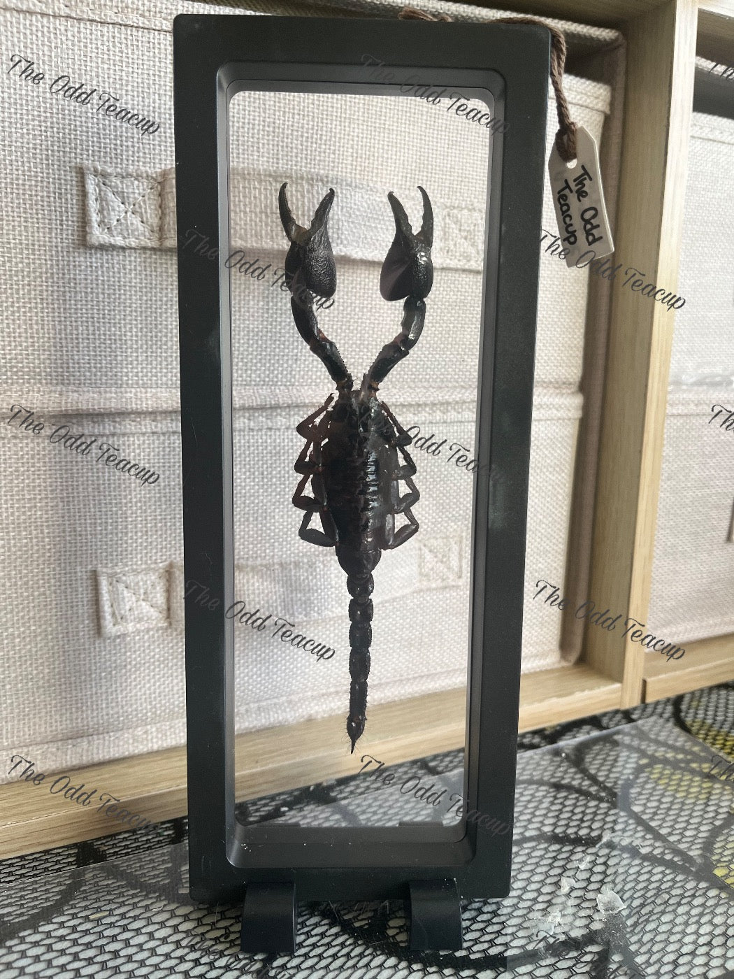 Asian Blue Forest Scorpion - Javanimetrus Cyaneus