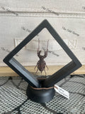 Whip Scorpion - Thelyphonus Feuerborni