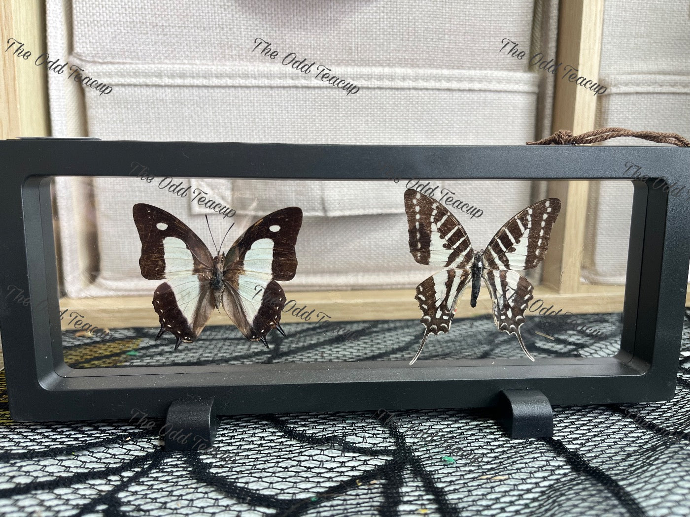 Common Nawab & Cream-Striped Swordtail.