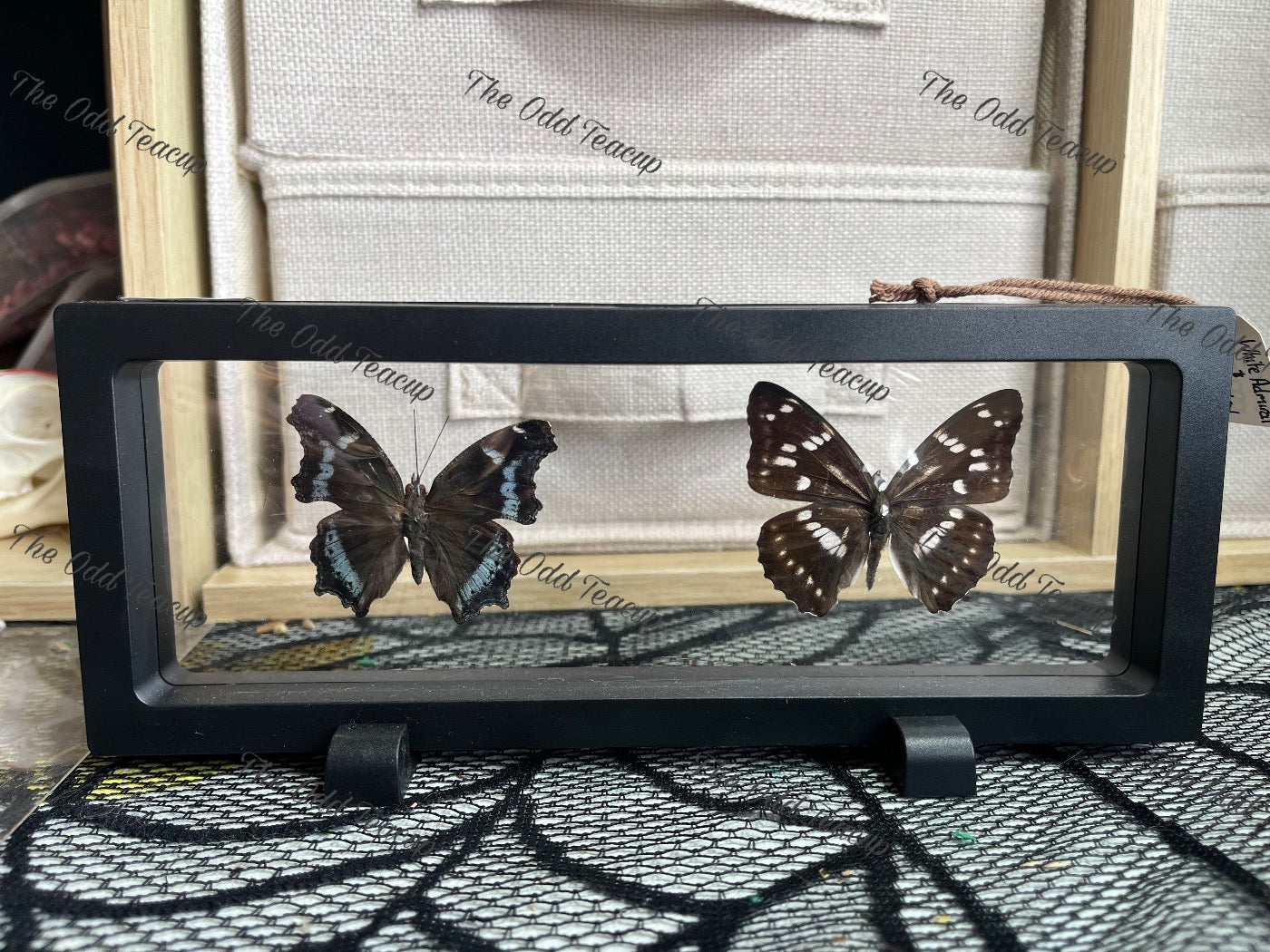 Blue Admiral & White Admiral.