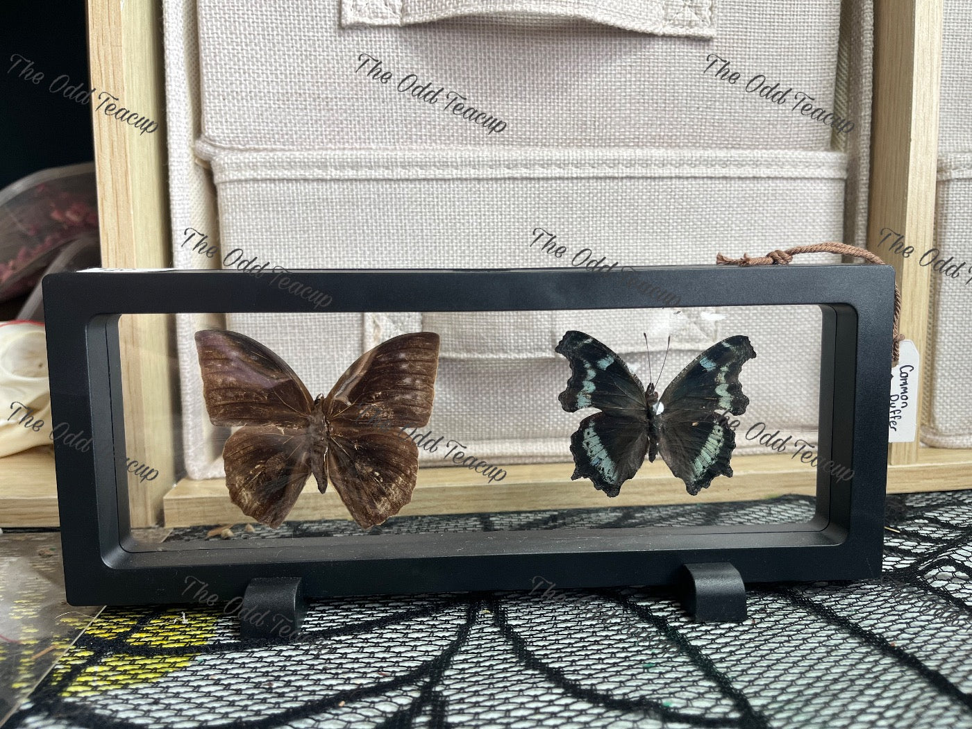 Common Duffer & Blue Admiral.