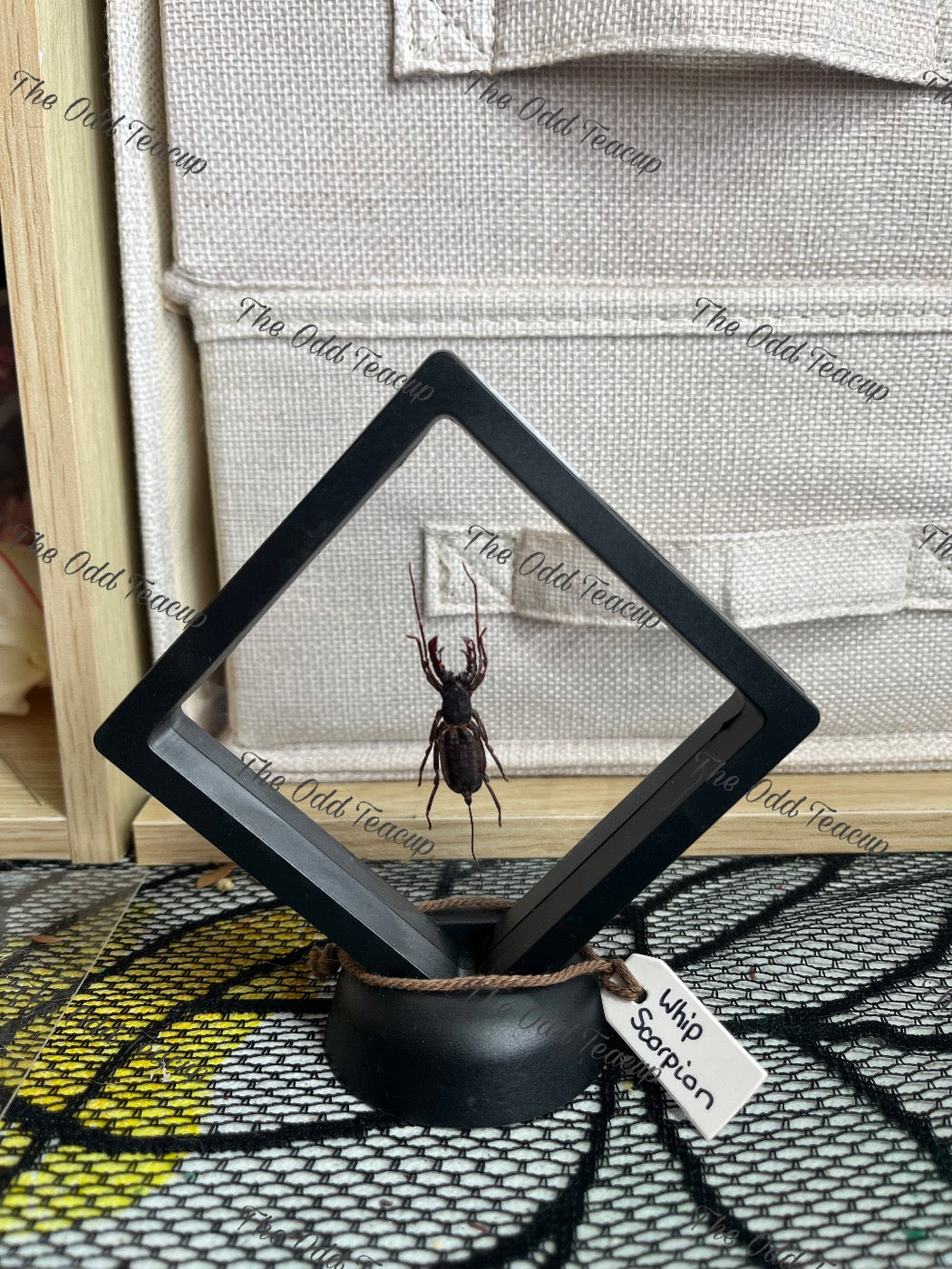 Whip Scorpion.