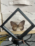 Red Lacewing (F) - M Case