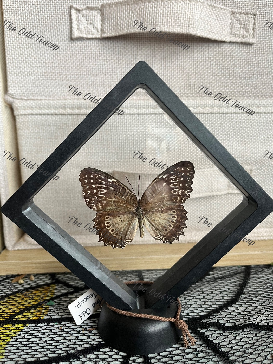 Red Lacewing (F) - M Case