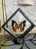 Tawny Rajah - M  Case.