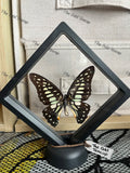 Common Jay - M  Case.