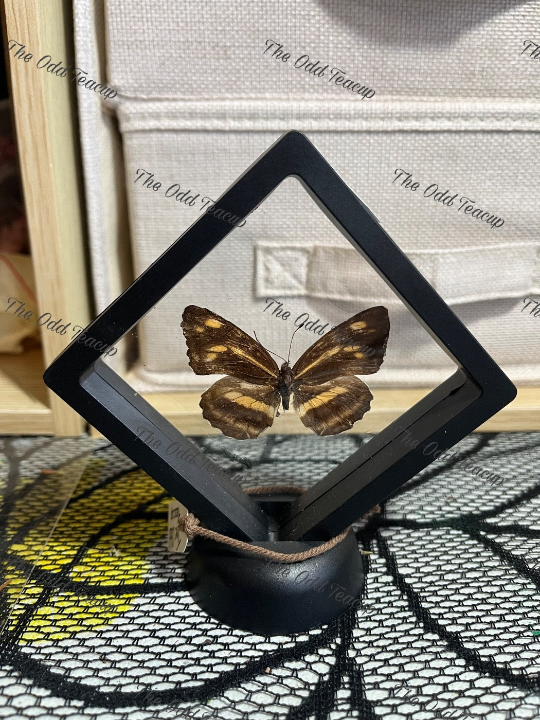 Korean Yellow Sailer - S Case.