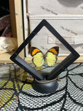 Yellow-Orange Tip - S Case.