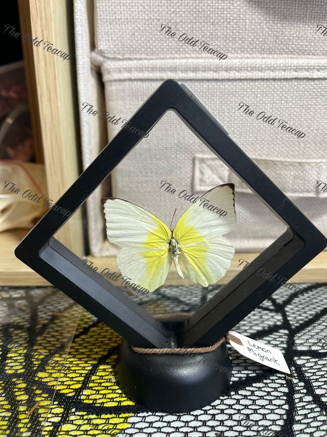 Lemon Migrant - S Case.