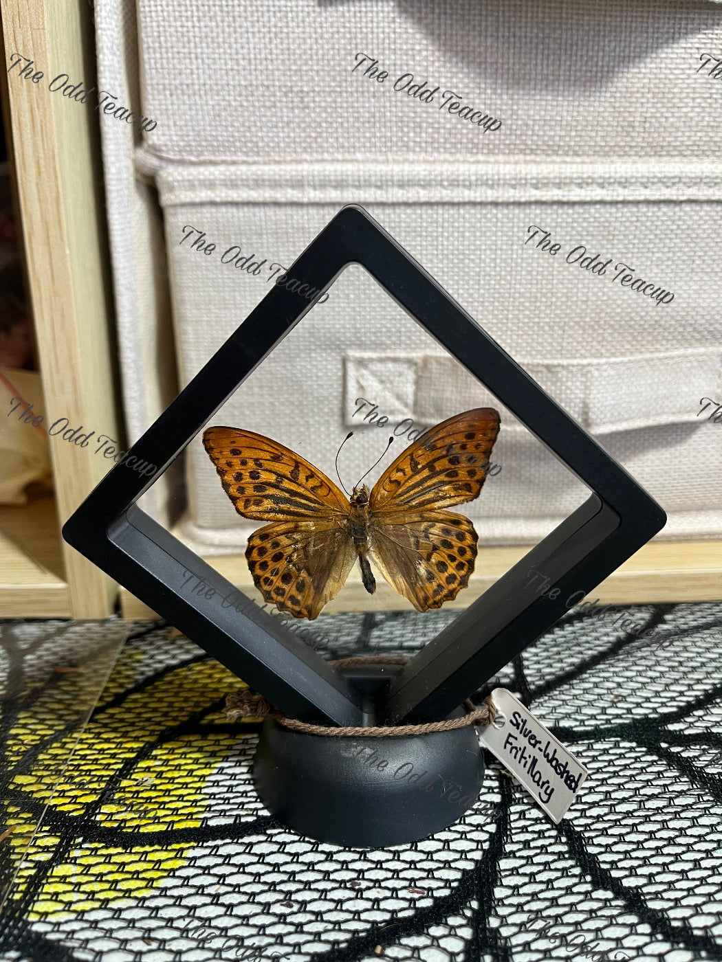 Silver-Washed Fritillary - S Case.