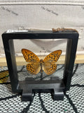 Silver-Washed Fritillary - S Case.