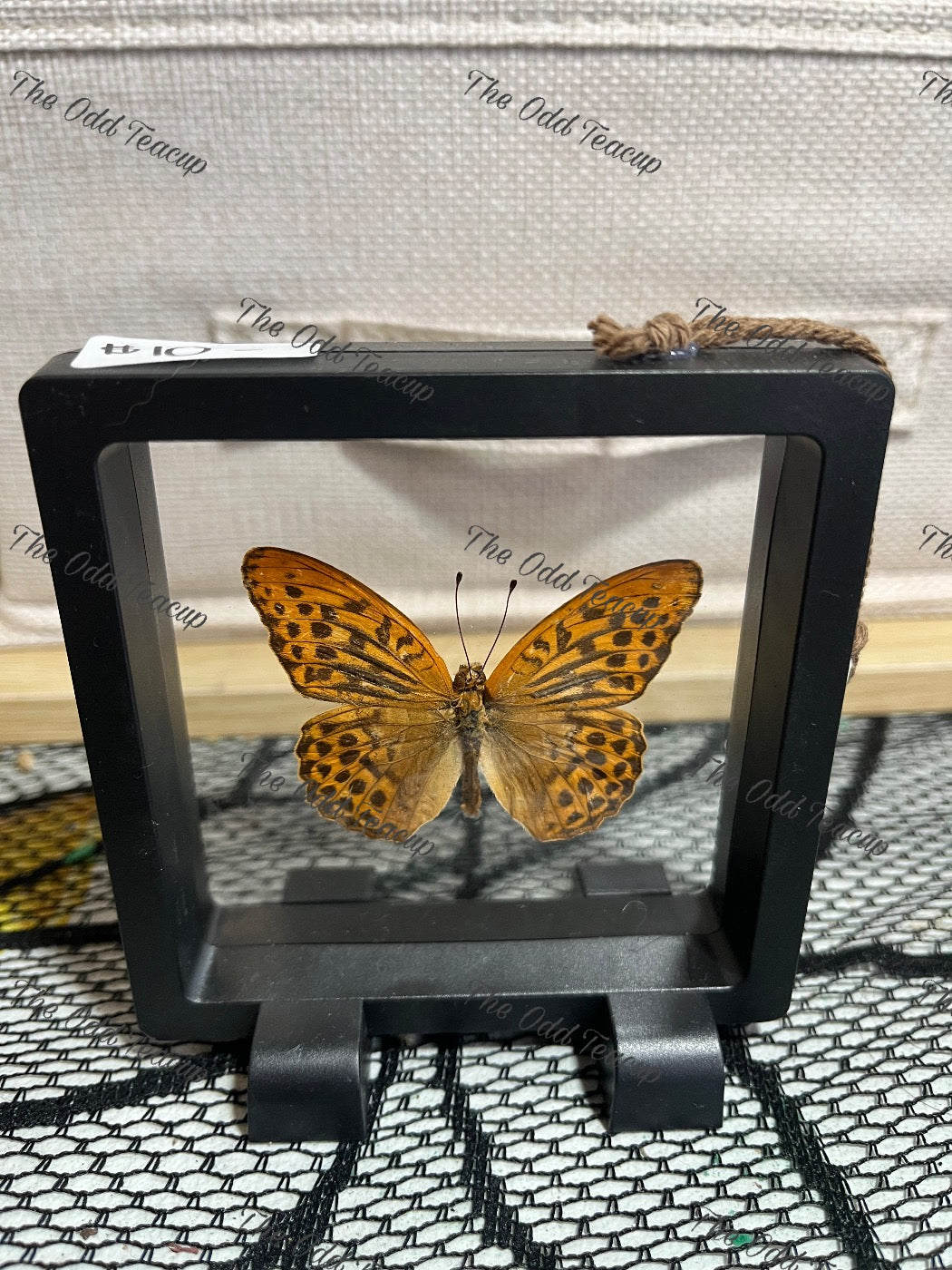 Silver-Washed Fritillary - S Case.