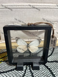 Imperial White - S Case.
