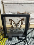Five-Bar Swordtail - S Case.