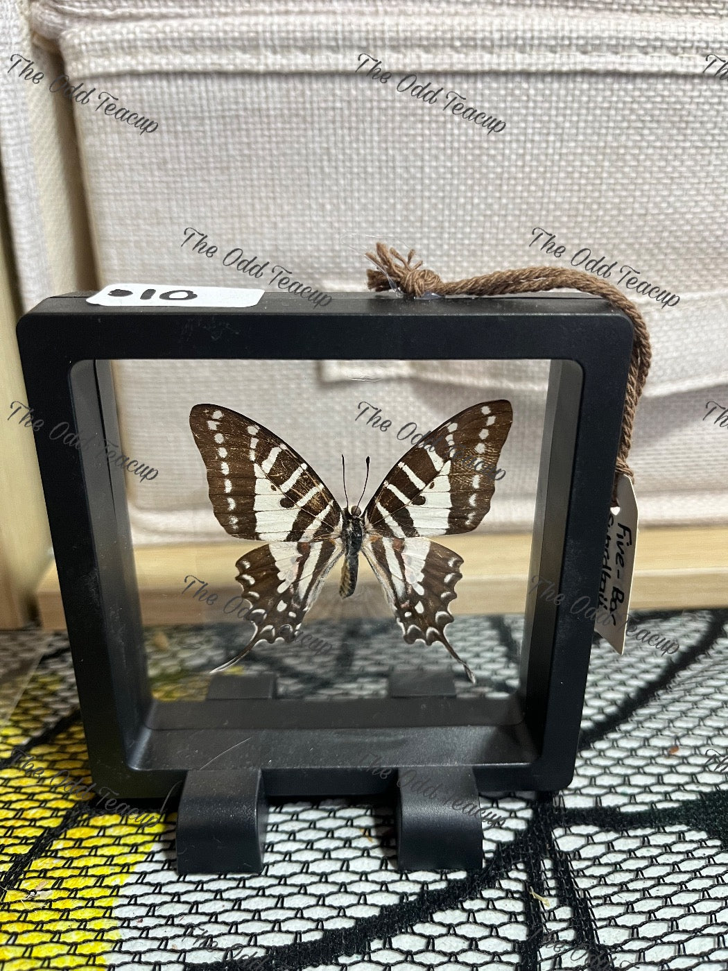 Five-Bar Swordtail - S Case.