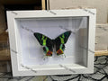 Madagascan Sunset Moth.