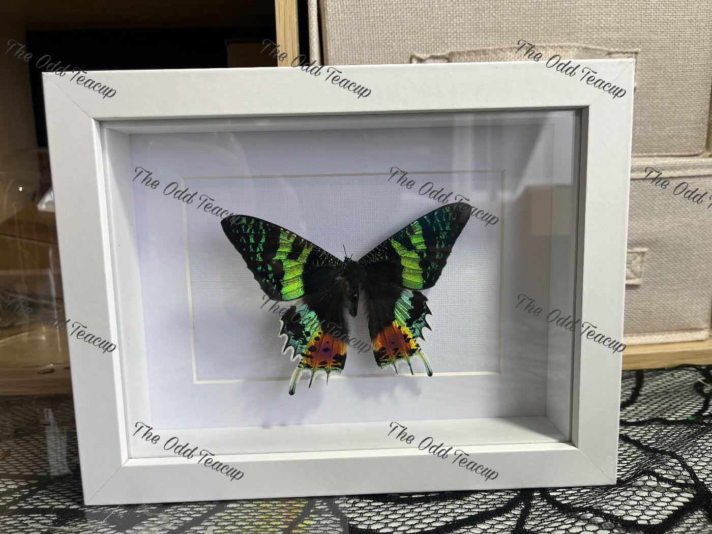 Madagascan Sunset Moth.