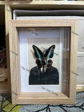 Bluebottle Swallowtail