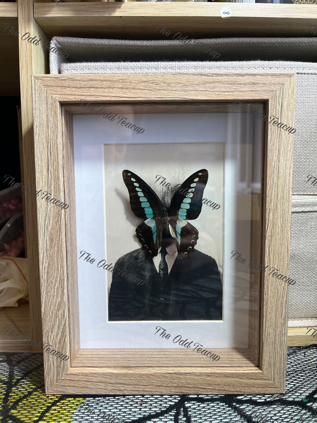 Bluebottle Swallowtail
