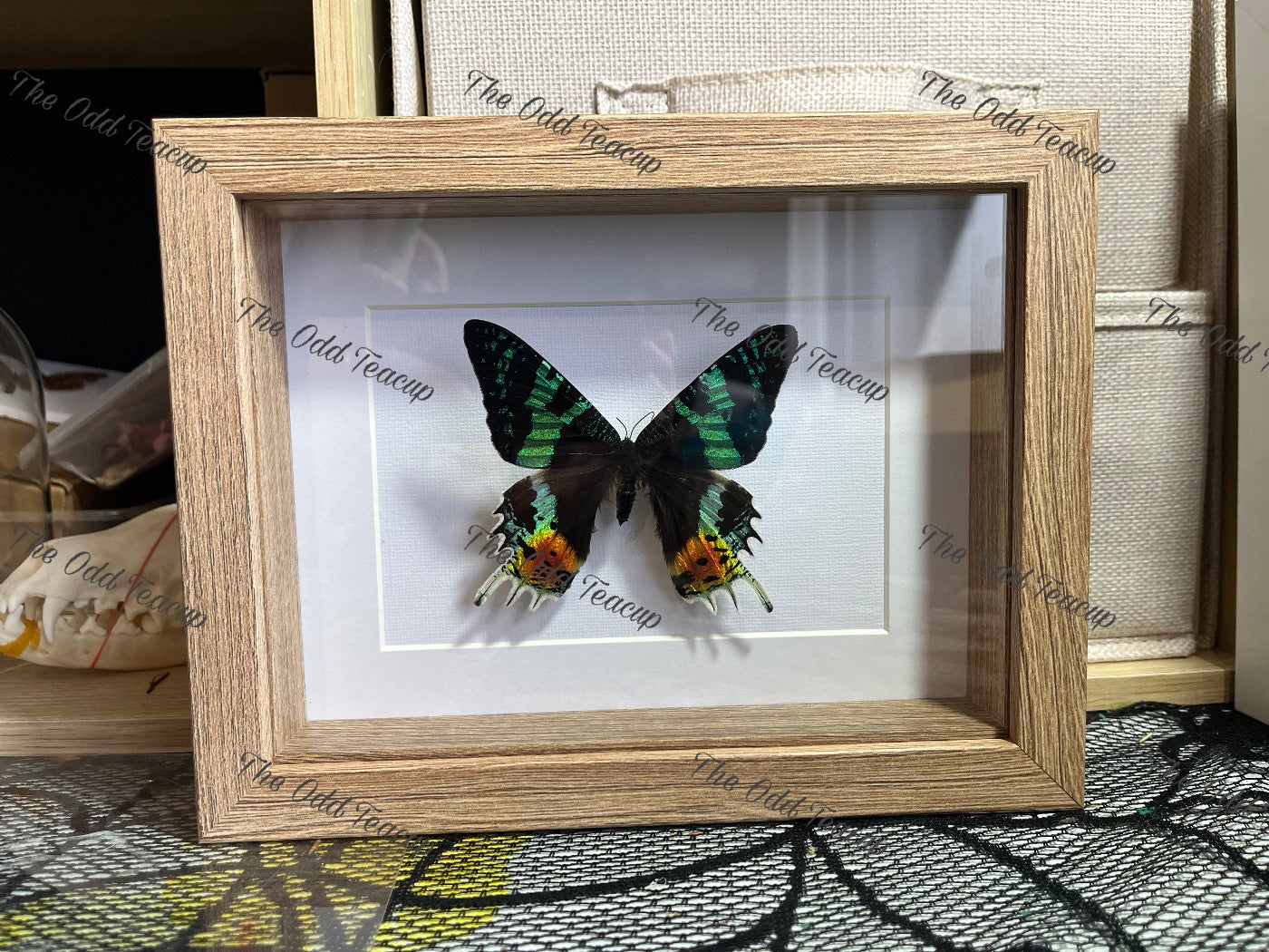 Madagascan Sunset Moth