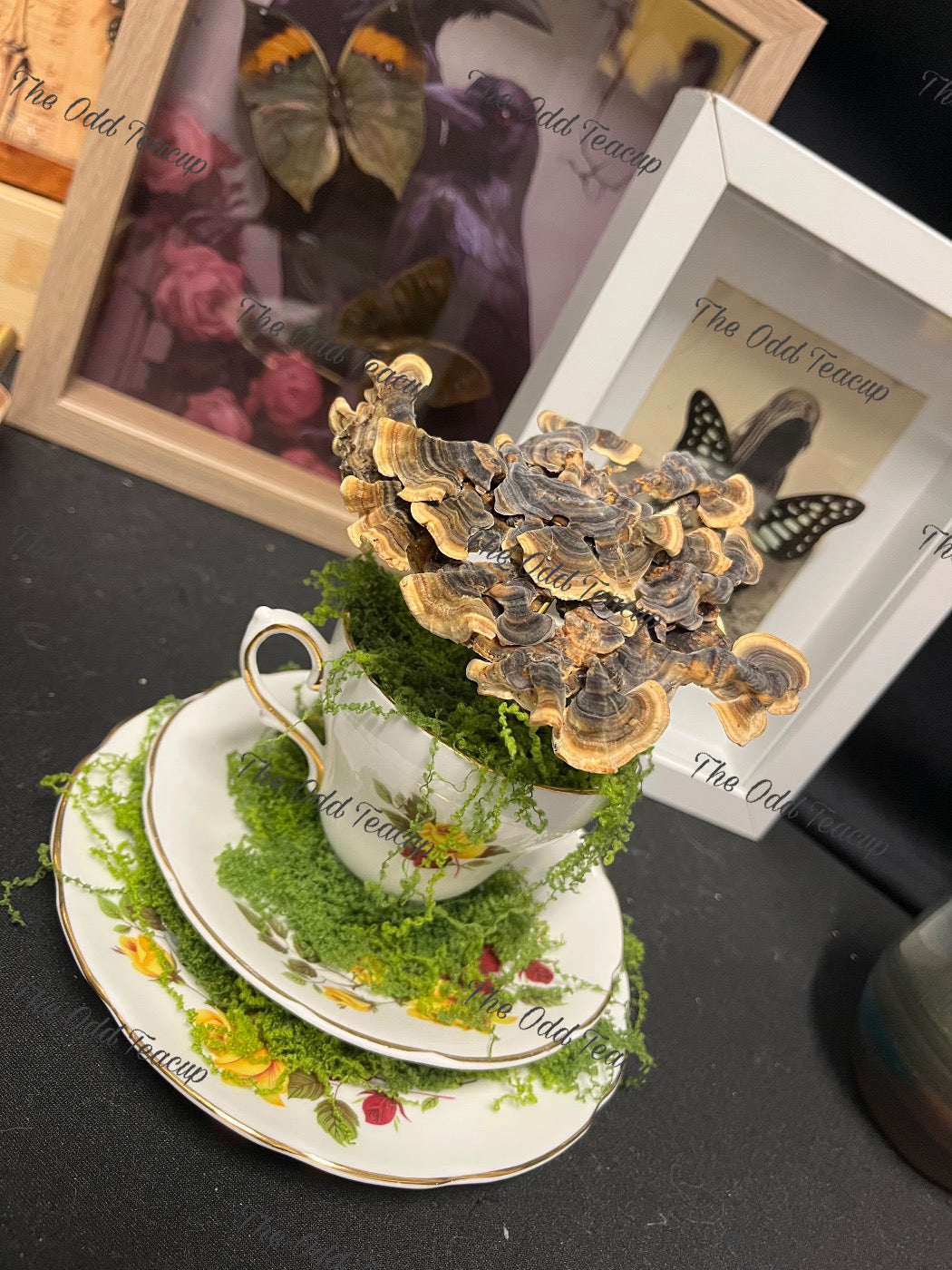 Turkey Tail Mushroom Teacup.