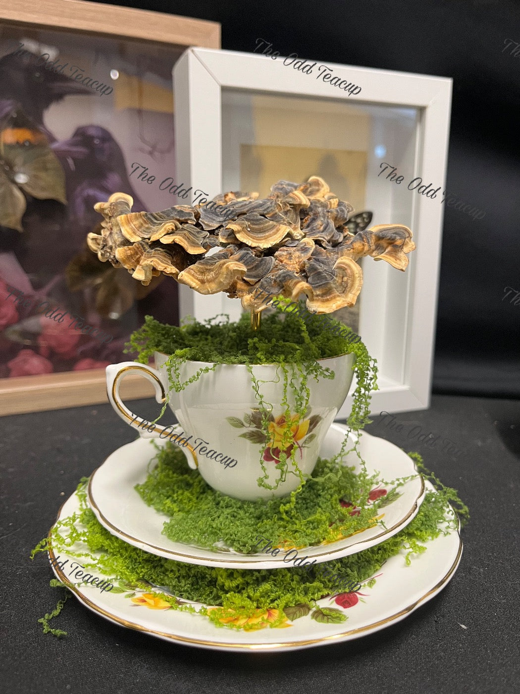 Turkey Tail Mushroom Teacup.