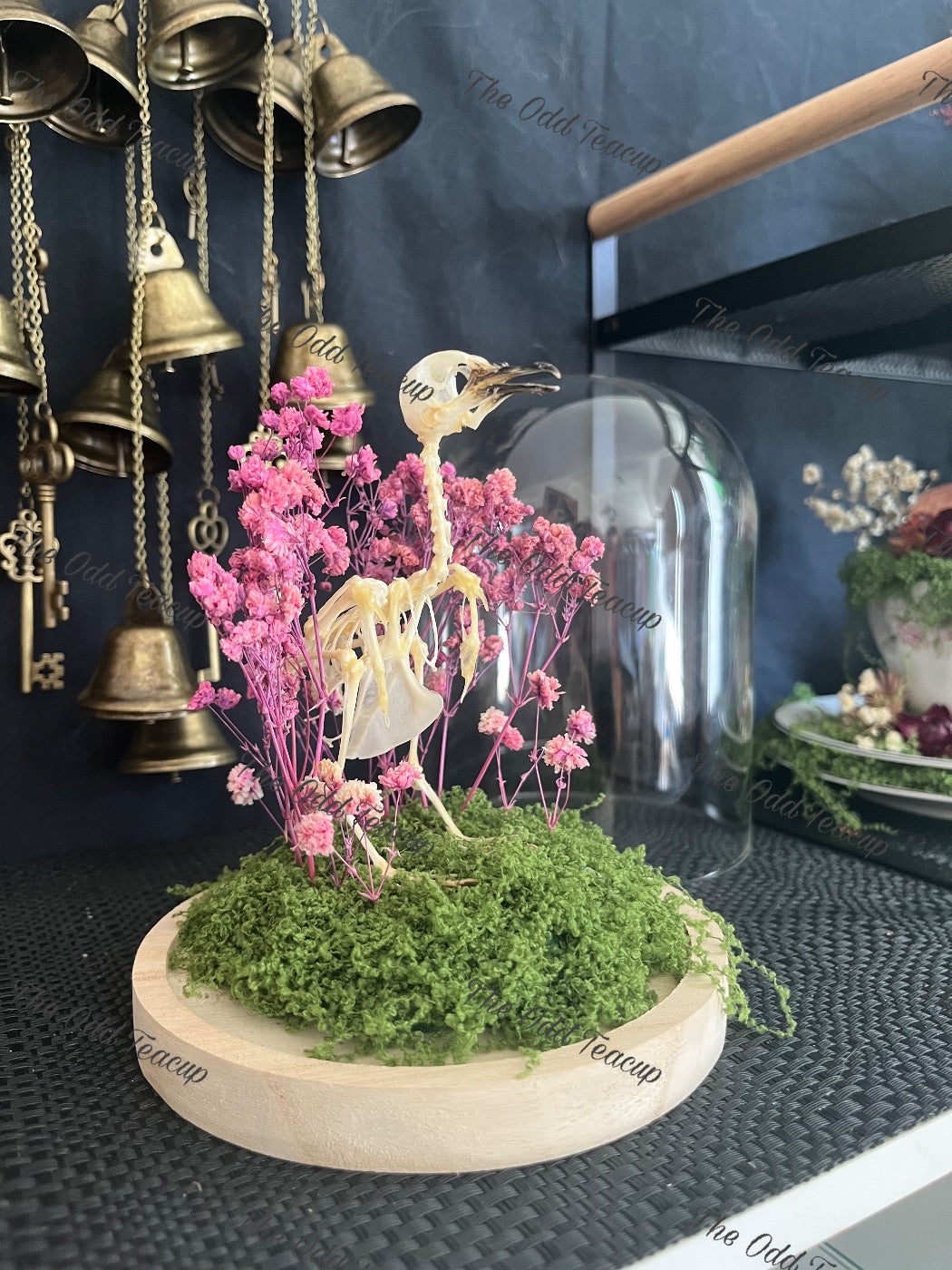 Zebra Dove Dome.
